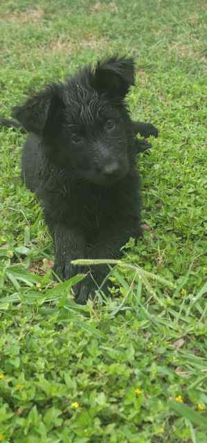 Pure Bred German Shepherd Pups